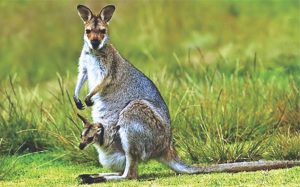 On possessing kangaroo hides