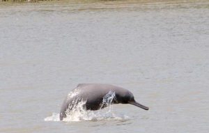 Stop dolphin slaughter